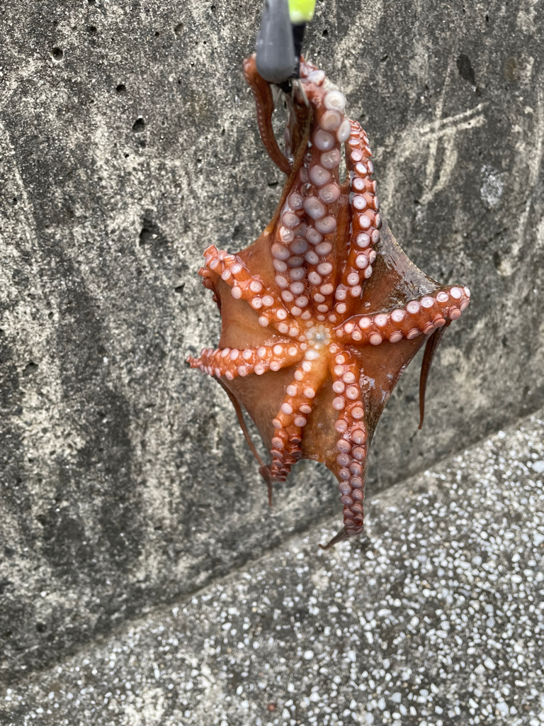 Wヘッダー 初戦❓