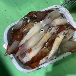 鳥取　シロイカ
