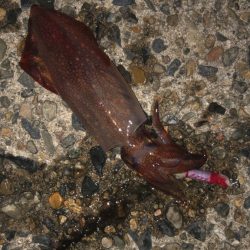 ヤクルトサイズのケンサキ