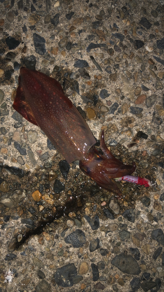 ヤクルトサイズのケンサキ