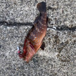 キジハタゲーム