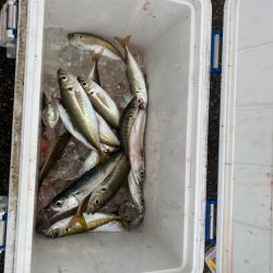 マズメアジング