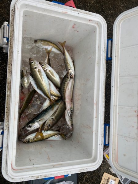 マズメアジング