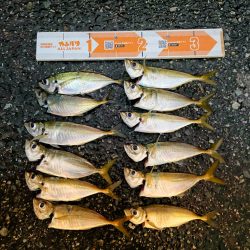 アジ安定してきました