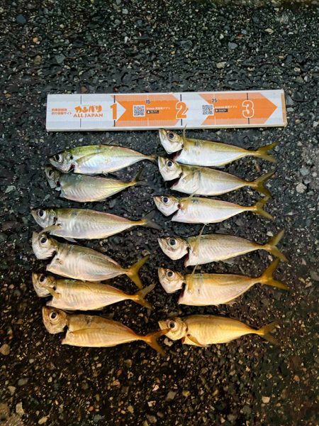 アジ安定してきました