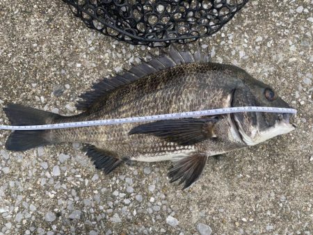 アタリの数だけなら過去最高に多かったチニン…