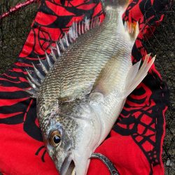 ヘチってきました