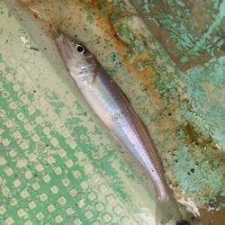 人生初のタコ釣ったのに…