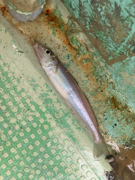 人生初のタコ釣ったのに…