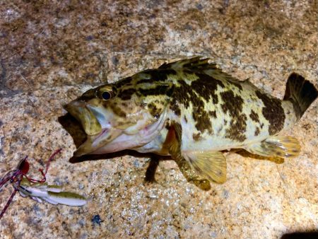 タケノコ&ガシラにもずるずるチーヌ…