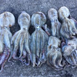 【タコフィネス】 キロアップ含む4900k…