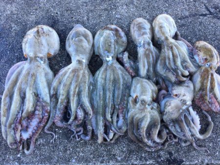 【タコフィネス】 キロアップ含む4900k…