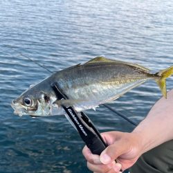 大きいサイズがよく釣れた日