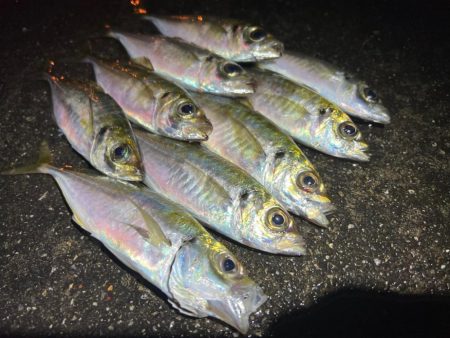 鯵を探して三千里 Vol.51