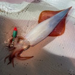 おとなの夜遊び深夜便