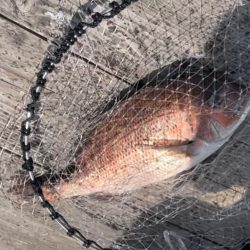 城ヶ島海上釣り堀