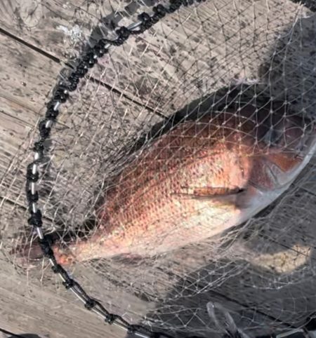 城ヶ島海上釣り堀