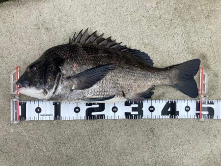 雨上がりのチヌ狙い