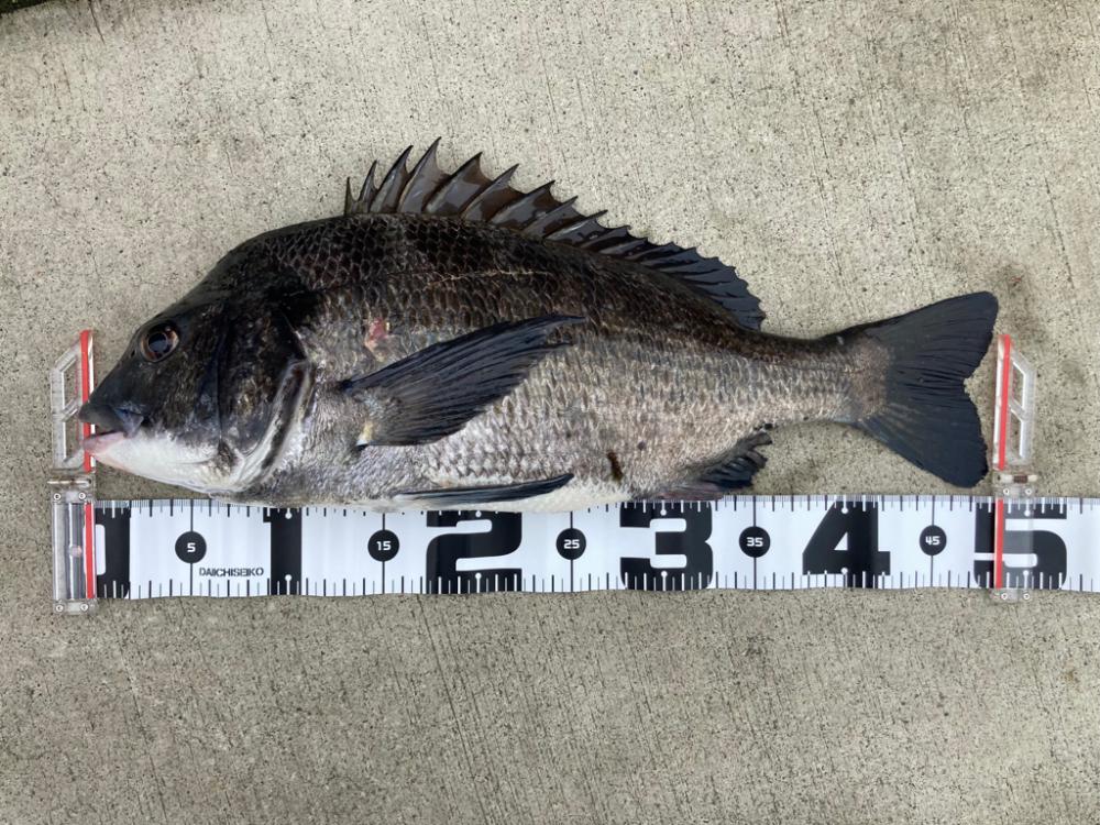 雨上がりのチヌ狙い