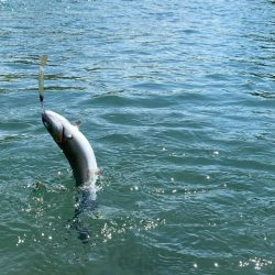 エリアトーナメント高島の泉