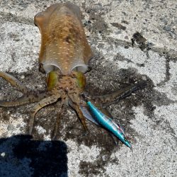 猛暑の日中エギング