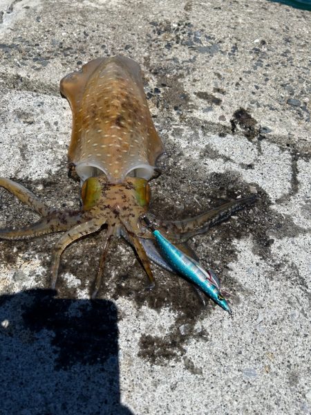 猛暑の日中エギング