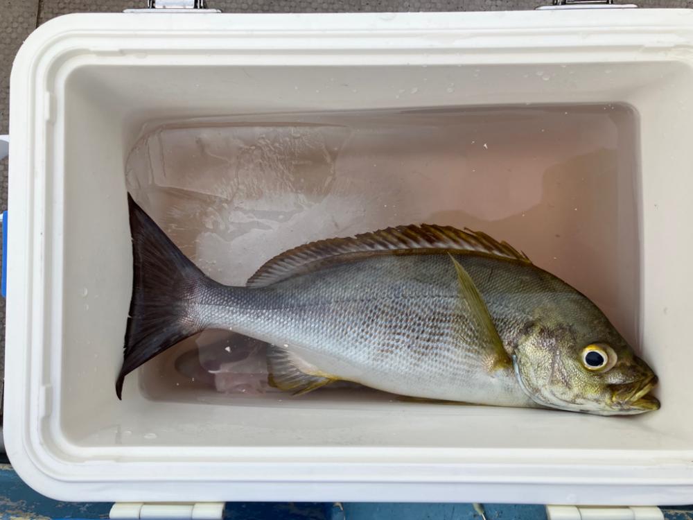 餌釣り