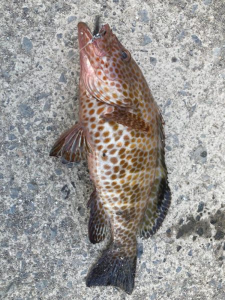 ショアジギング