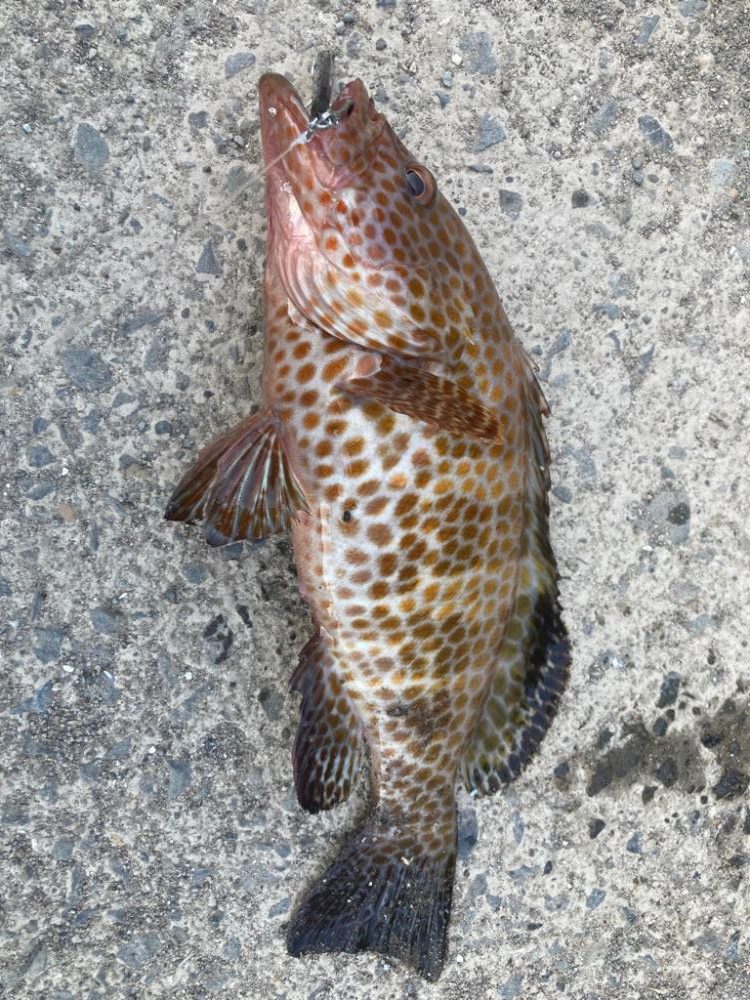 ショアジギング