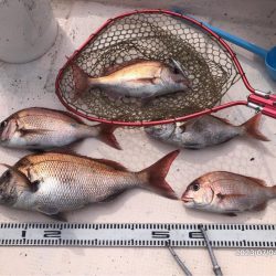 7/4 伊島沖　タイラバ　ジギング