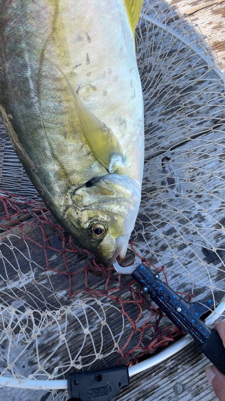 全て自作練り餌での釣果