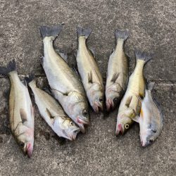 セイゴの活性高い