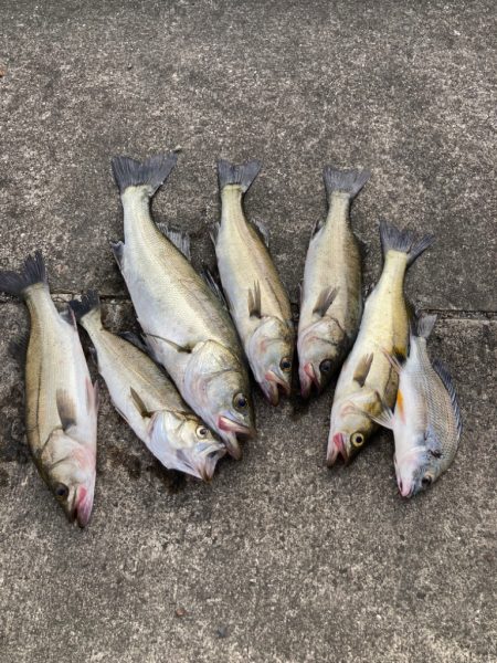 セイゴの活性高い