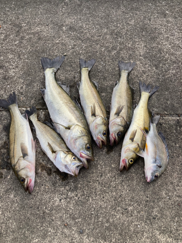 セイゴの活性高い