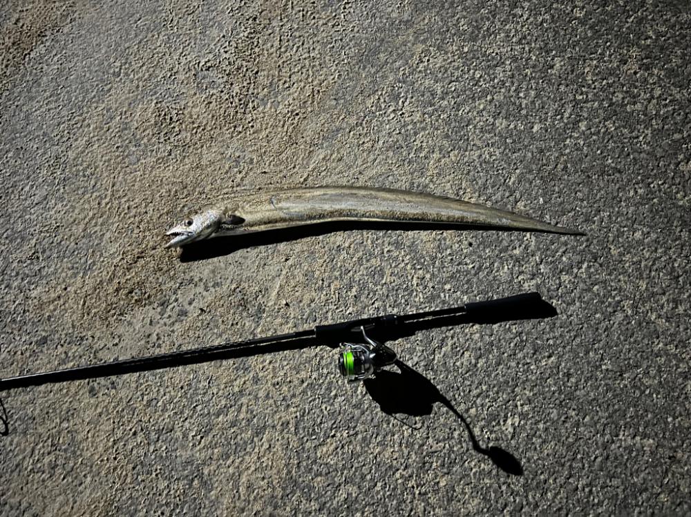 今年初のアイツ