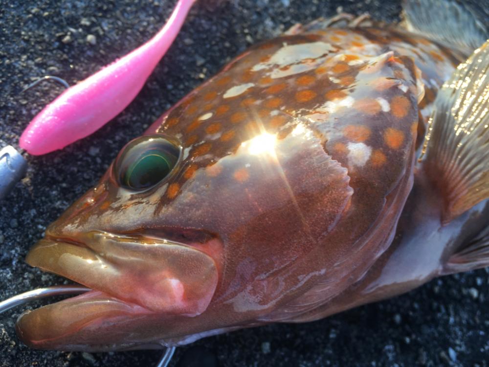 【タコフィネス】アコウ＋タコ