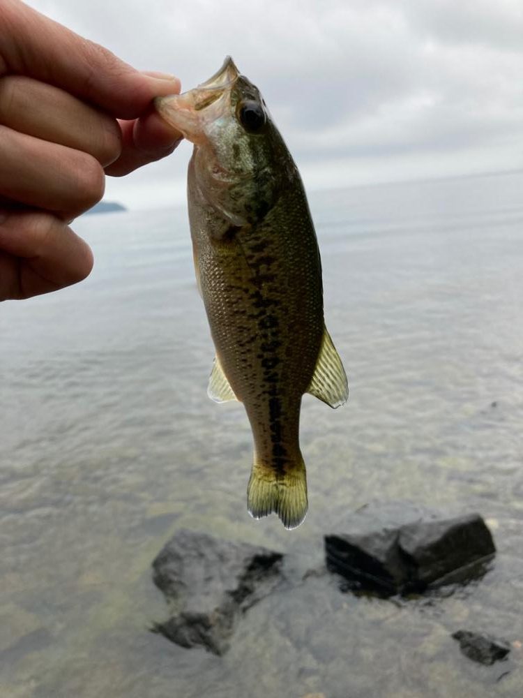 プラグで数釣り