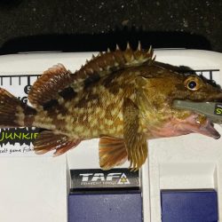 ロックフィッシュ探しへ！