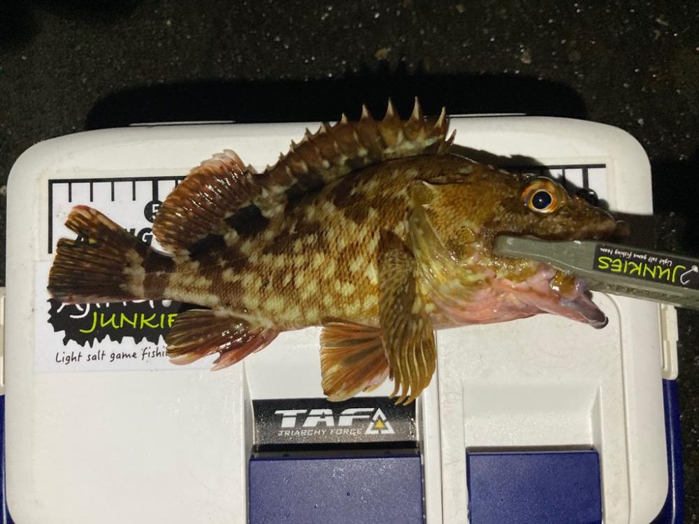 ロックフィッシュ探しへ!