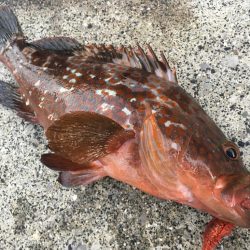 【タコフィネス】 アコウ40cm弱とタコ