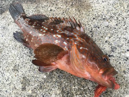 【タコフィネス】 アコウ40cm弱とタコ