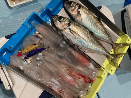 福井小浜からイカメタル