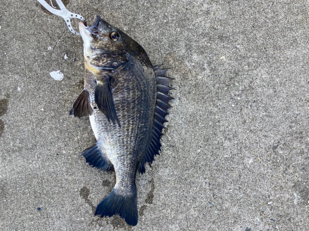 セイゴのアタリなし