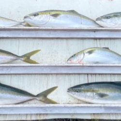 真夏のカセ釣り