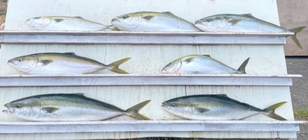 真夏のカセ釣り