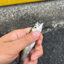 四日市ファミリーライトゲーム