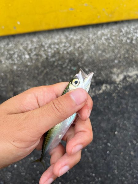 四日市ファミリーライトゲーム