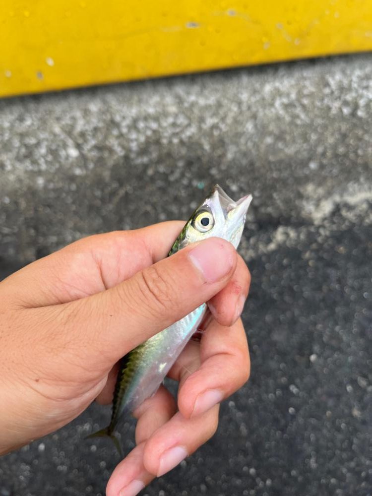 四日市ファミリーライトゲーム