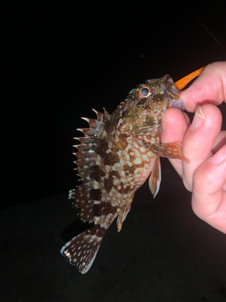 アジングのつもりが…