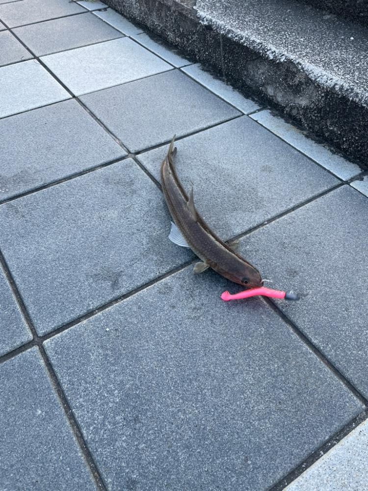 久しぶりのマリーナシティ